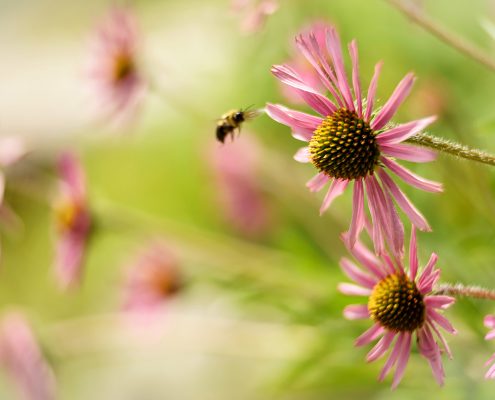 Tennessee Coneflower and Honey Bee