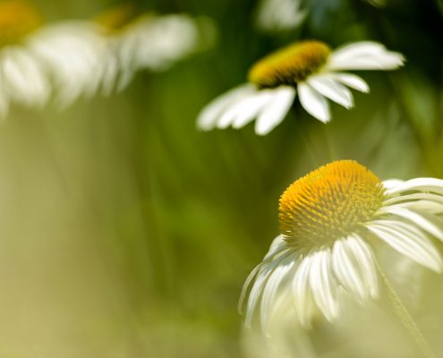 White Coneflowers and Sunshine