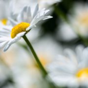 White Daisy Cluster