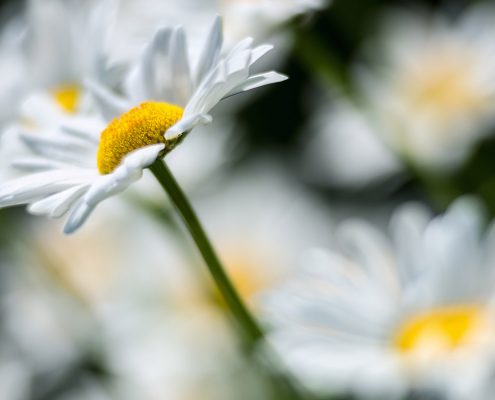 White Daisy Cluster