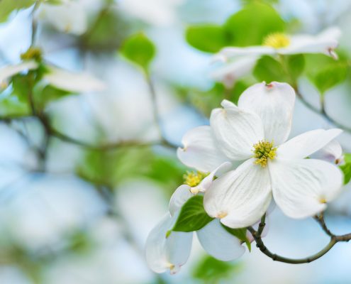 Dogwood Flower and Branches