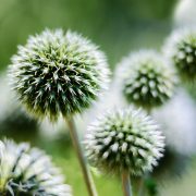 Great Globe Thistle