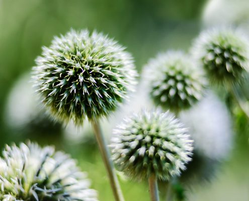 Great Globe Thistle