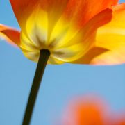 Yellow Orange Tulip and Blue Sky