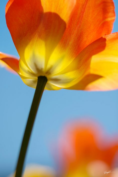 Yellow Orange Tulip and Blue Sky