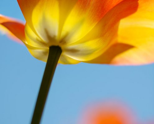 Yellow Orange Tulip and Blue Sky