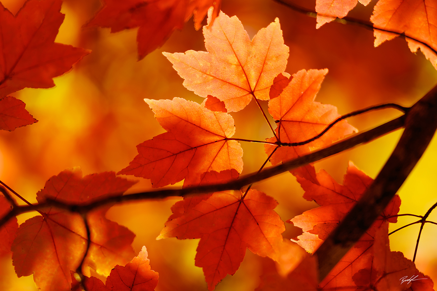 Autumn Maple Leaves Pere Marquette State Park Grafton Illinois