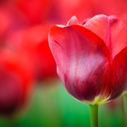 Red Tulip Patch