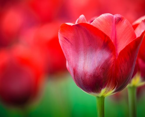 Red Tulip Patch