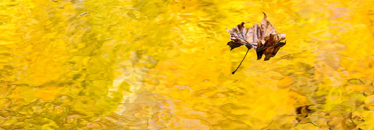 Autumn Foliage Reflection and Leaf Smoky Mountain National Park Tennessee