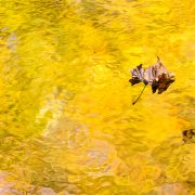 Autumn Foliage Reflection and Leaf Smoky Mountain National Park Tennessee