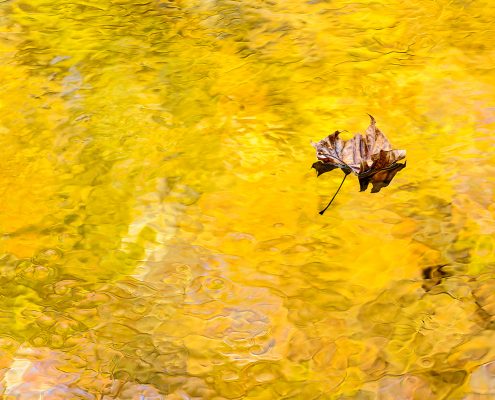 Autumn Foliage Reflection and Leaf Smoky Mountain National Park Tennessee