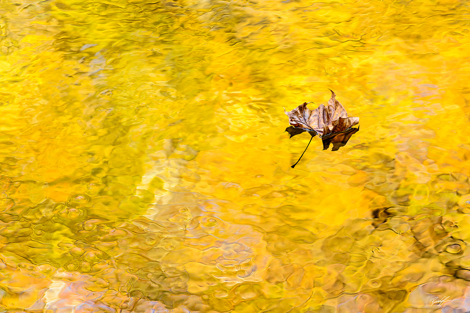 Autumn Foliage Reflection and Leaf Smoky Mountain National Park Tennessee