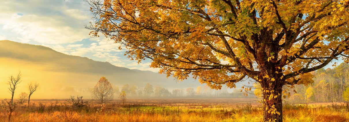 Golden Light, Cades Cove, Smoky Mountain National Park, Tennessee