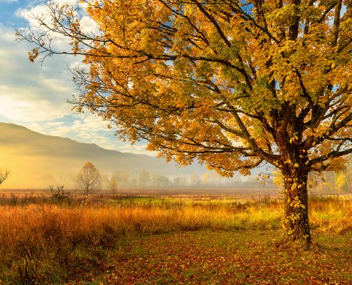 Golden Light, Cades Cove, Smoky Mountain National Park, Tennessee