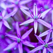 Allium Wild Onion Purple