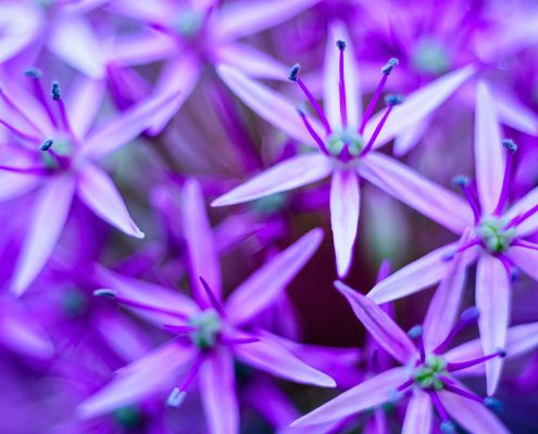 Allium Wild Onion Purple