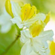 Yellow and White Azaleas