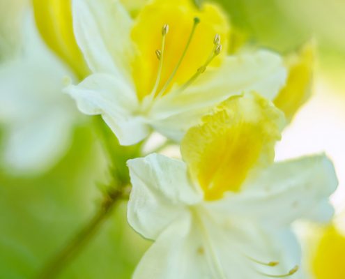 Yellow and White Azaleas