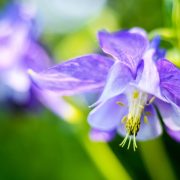 Purple Columbine