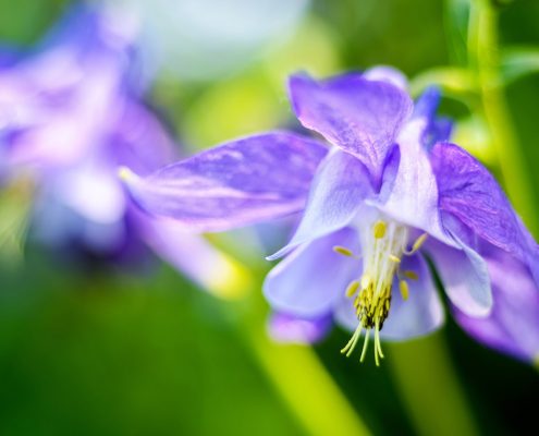 Purple Columbine