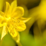 Yellow Columbine