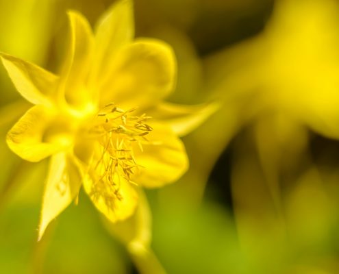 Yellow Columbine