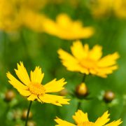 Yellow Coreopsis