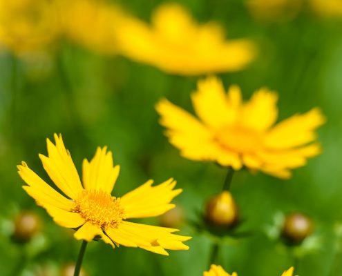 Yellow Coreopsis