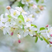 Crab Apple Blossom