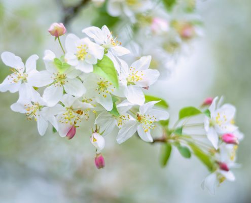 Crab Apple Blossom