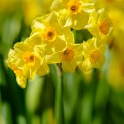 Yellow Daffodil Cluster