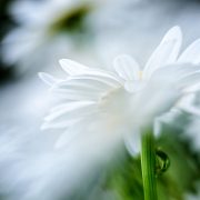 White Shasta Daisy