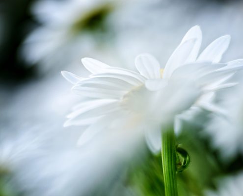 White Shasta Daisy