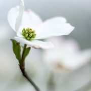 Dogwood Tree Blossom White