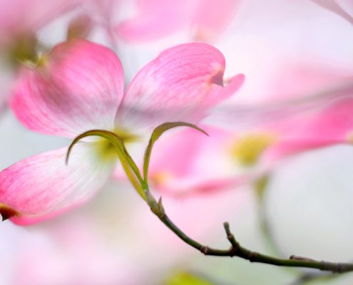 Pink Dogwood Blossom