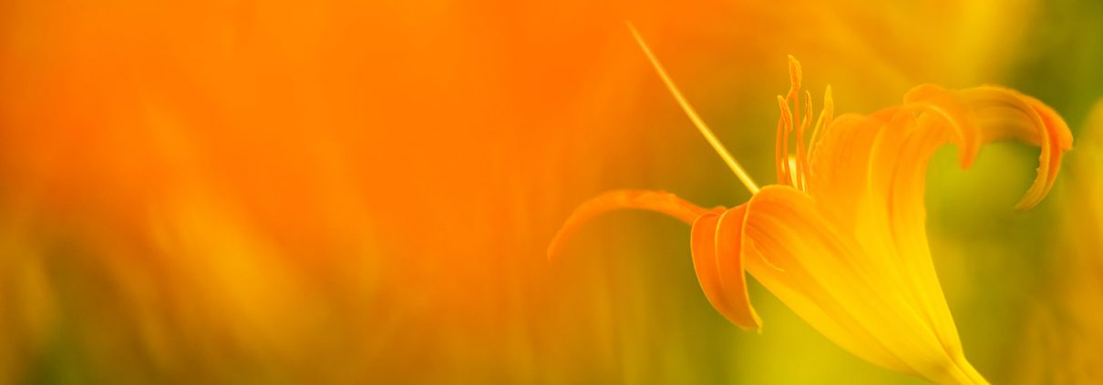 Roadside Lily Orange