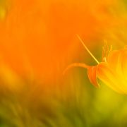 Roadside Lily Orange