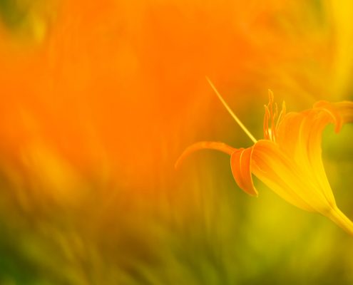 Roadside Lily Orange