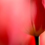 Red Tulip