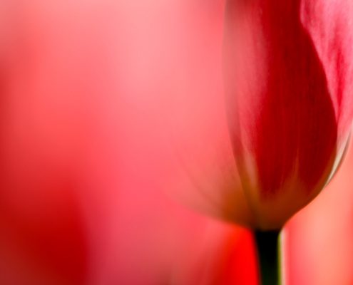 Red Tulip