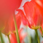Red Orange Tulips