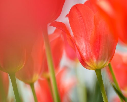 Red Orange Tulips