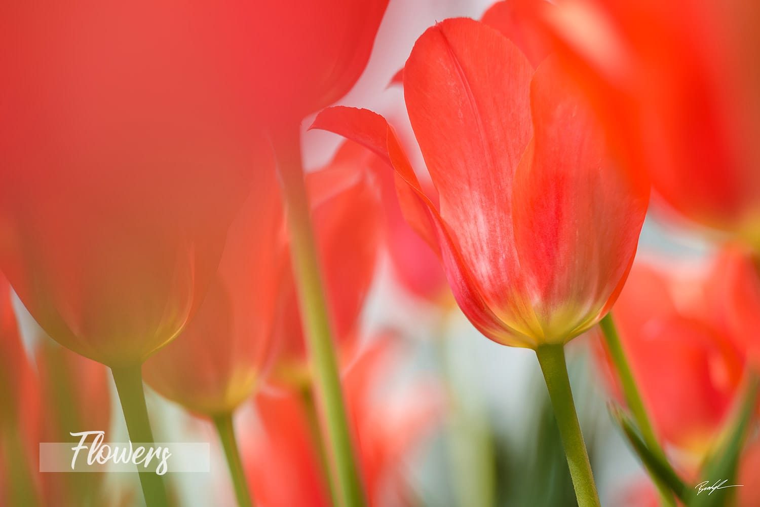 Home and Office Decor Flower Photography