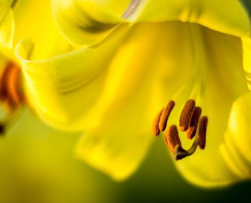 Yellow Lily