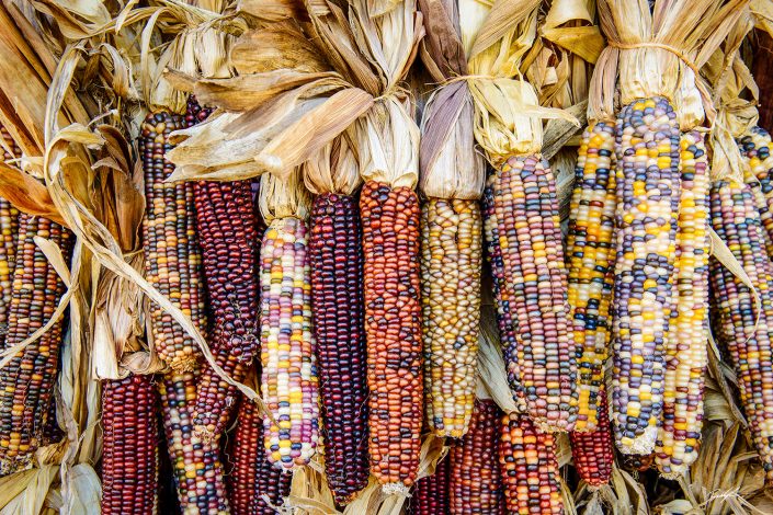 Indian Corn Cluster