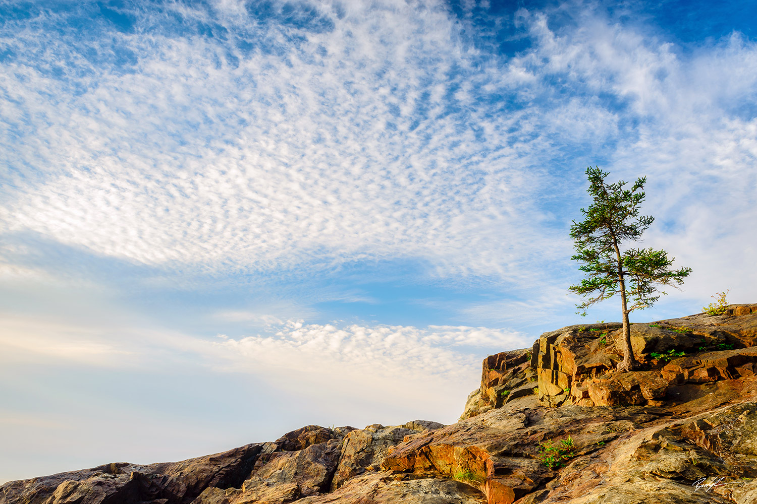 Single Tree Acadia National Park Shoreline Maine