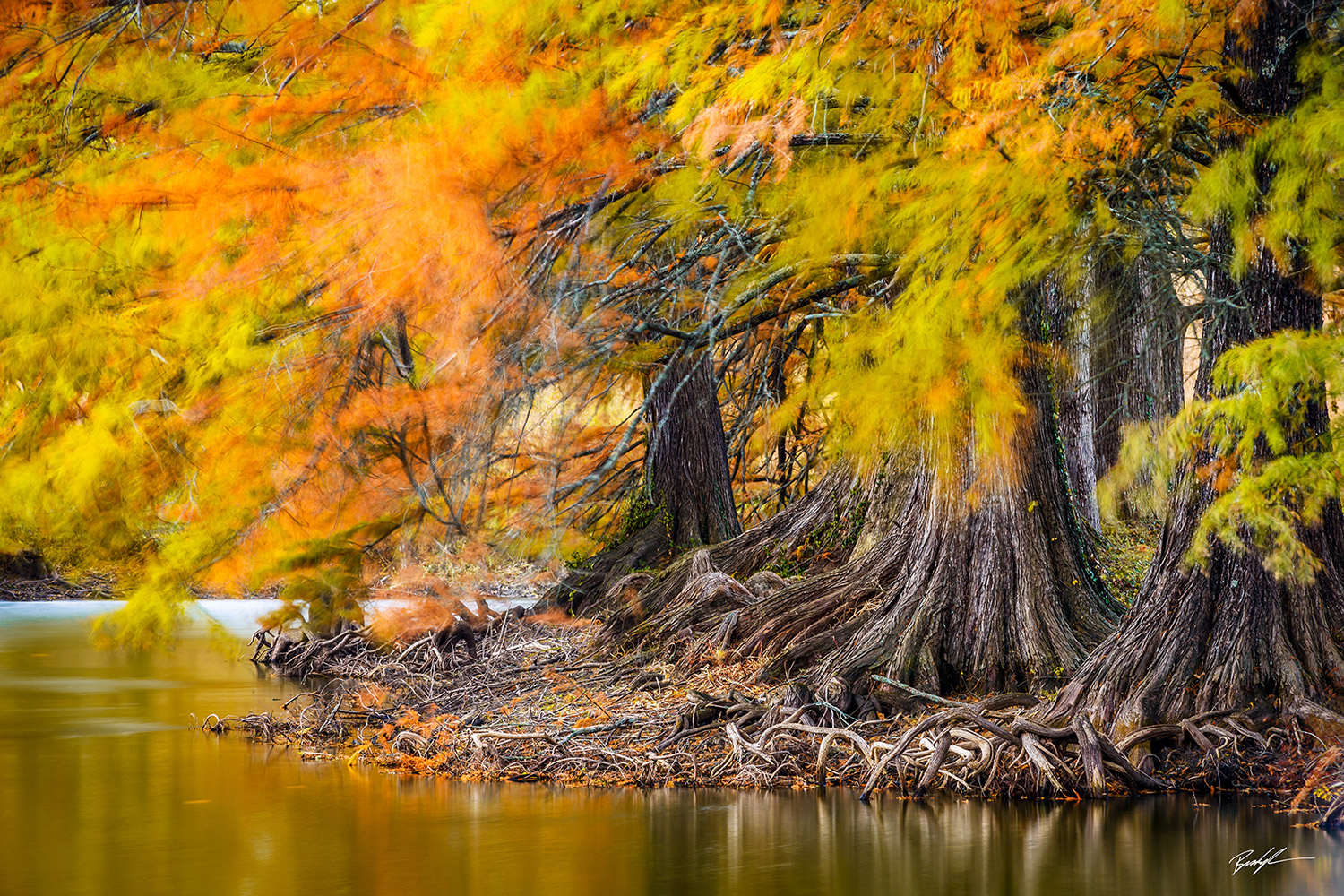 Bald Cyprus Autumn Shaw Nature Reserve Missouri