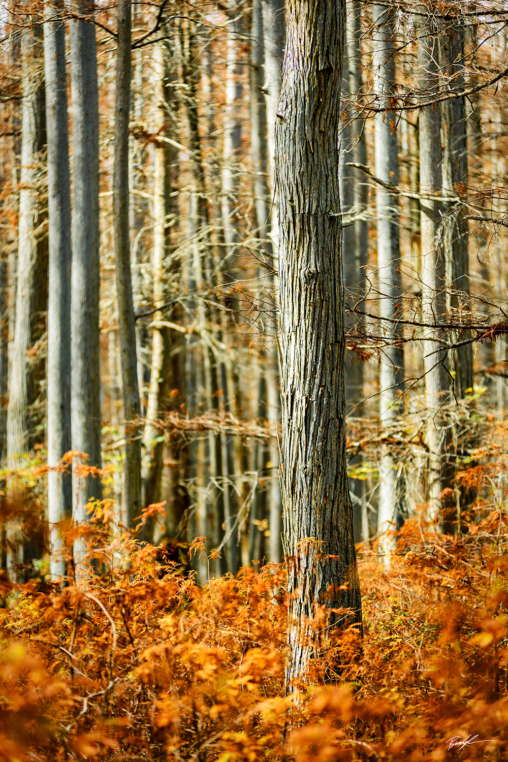 Cache River Natural Area Autumn Southern Illinois