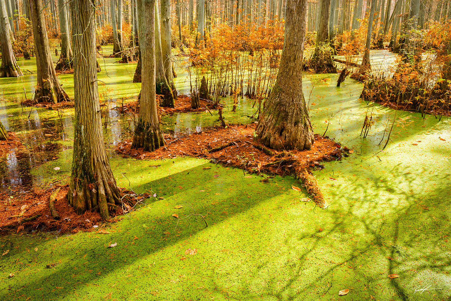 Cache River Natural Area Swamp Southern Illinois